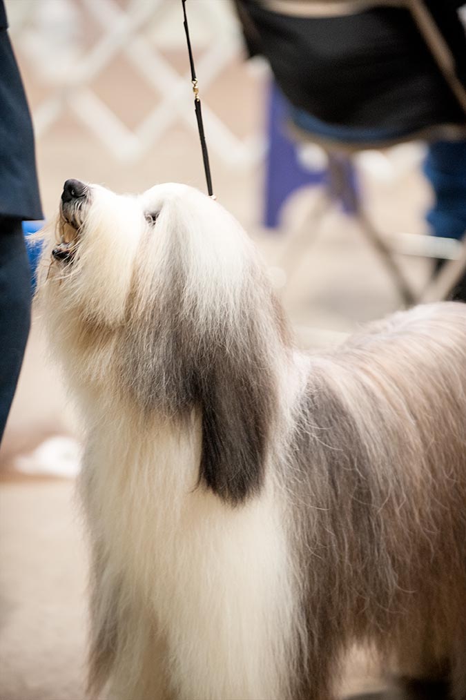 puppies york pa photos of the celtic classic show 2015 york pa puppies york pa photos of the celtic classic show 2015 york pa