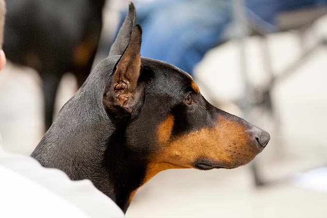 puppies york pa photos of the celtic classic show 2015 york pa puppies york pa photos of the celtic classic show 2015 york pa