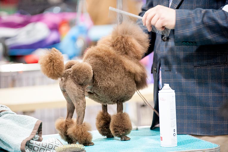 puppies york pa photos of the celtic classic show 2015 york pa puppies york pa photos of the celtic classic show 2015 york pa