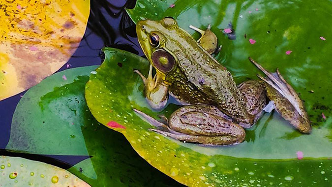 Shot of an american bullfrog taken with my mobile phone that prompted me to return with a better camera.