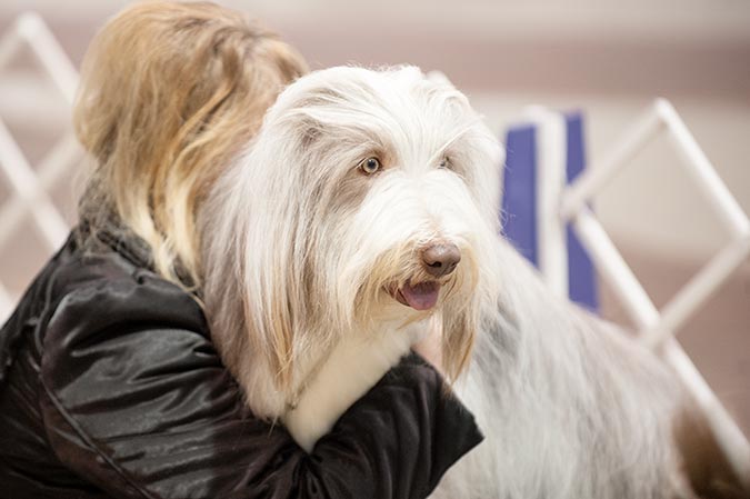 puppies york pa photos of the celtic classic show 2015 york pa puppies york pa photos of the celtic classic show 2015 york pa