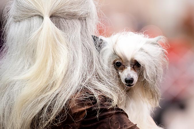 puppies york pa photos of the celtic classic show 2015 york pa puppies york pa photos of the celtic classic show 2015 york pa