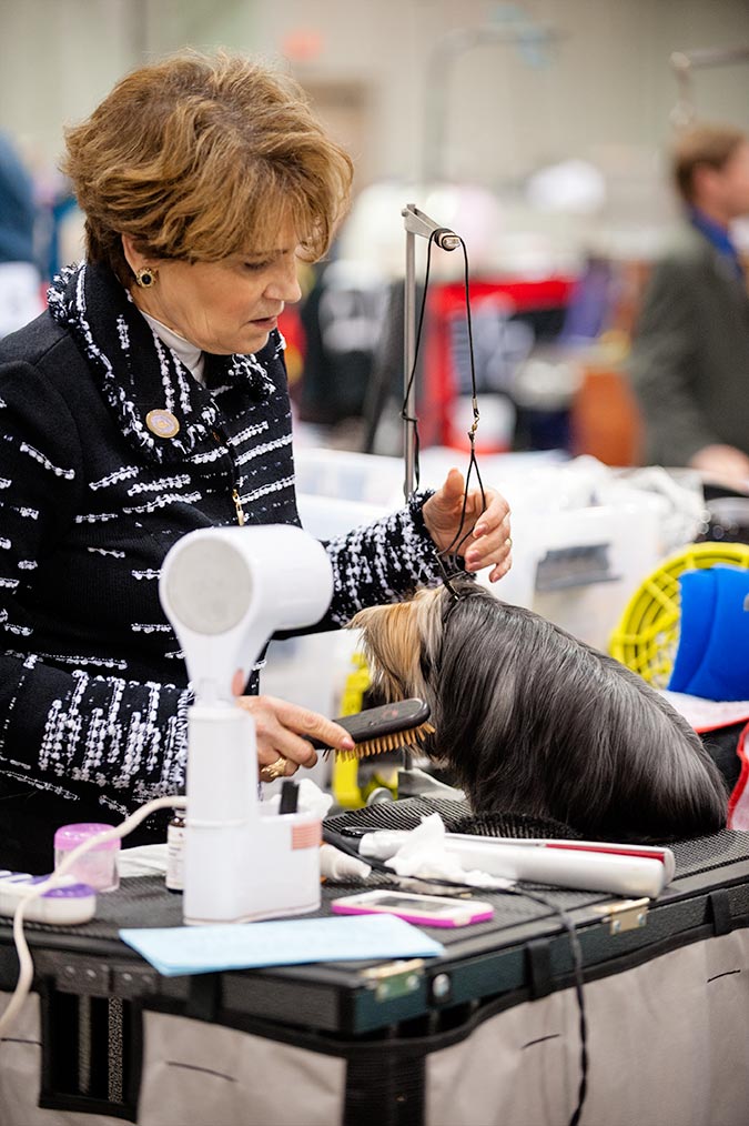 puppies york pa photos of the celtic classic show 2015 york pa puppies york pa photos of the celtic classic show 2015 york pa