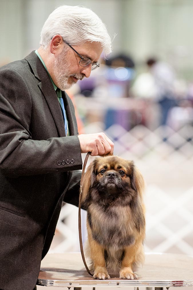 puppies york pa photos of the celtic classic show 2015 york pa puppies york pa photos of the celtic classic show 2015 york pa