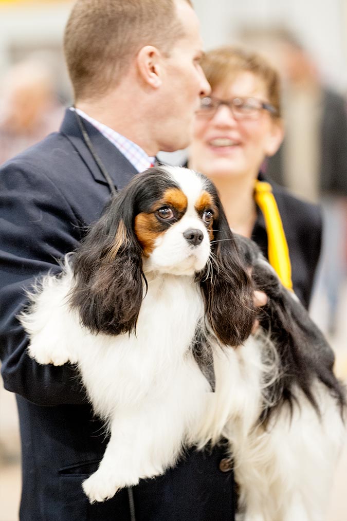 puppies york pa photos of the celtic classic show 2015 york pa puppies york pa photos of the celtic classic show 2015 york pa