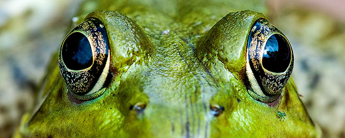 macro-frog-eyes.jpg