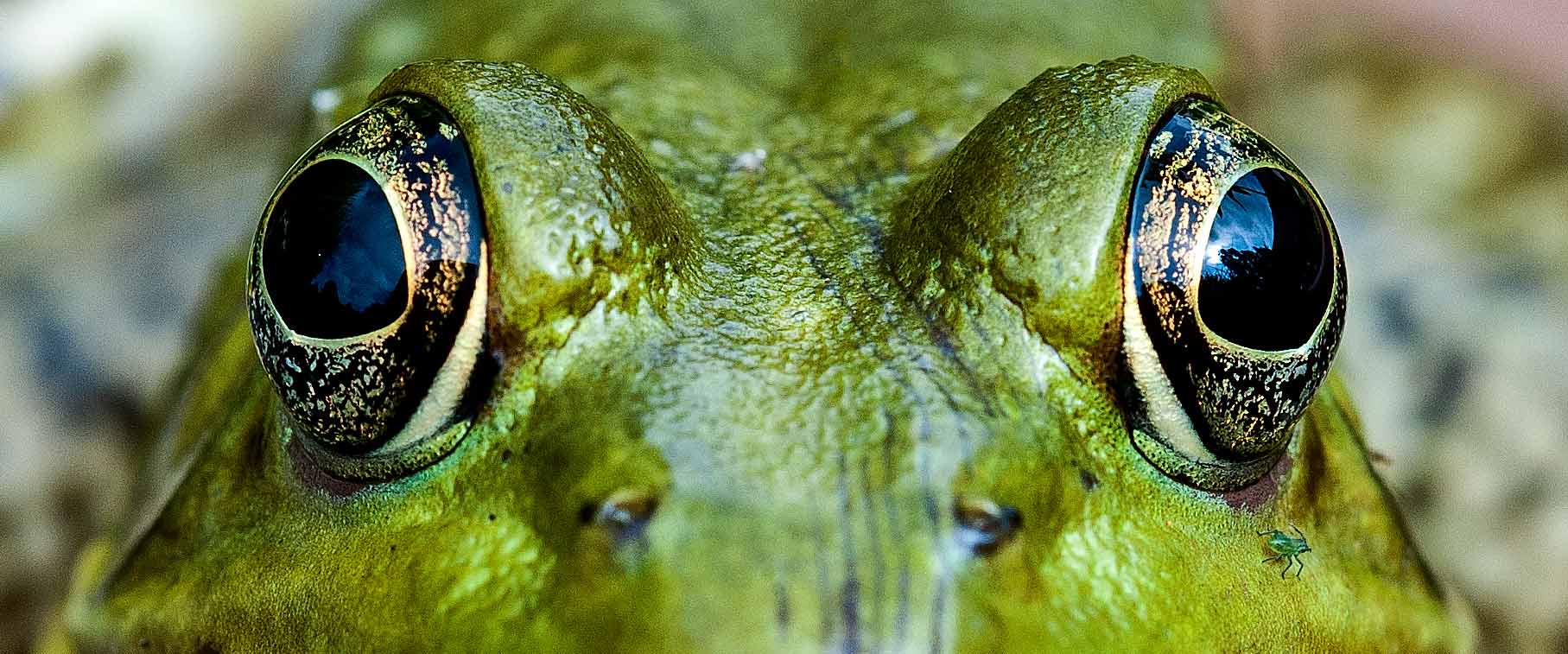 Starting a photography business. Macro of photograph of a bull frog's face and eyes